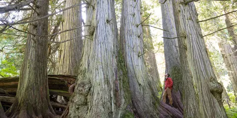Example of ancient forests in Bulgaria